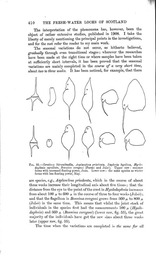 Page 410, Volume 1 - Summary of our Knowledge regarding various Limnological Problems, by C. Wesenberg-Lund
