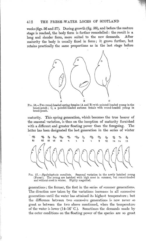 Page 412, Volume 1 - Summary of our Knowledge regarding various Limnological Problems, by C. Wesenberg-Lund